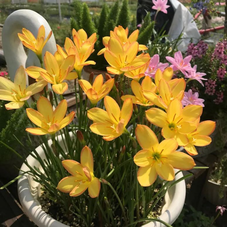 Луковици на дъждовни орхидеи – цъфтят след друг дъжд