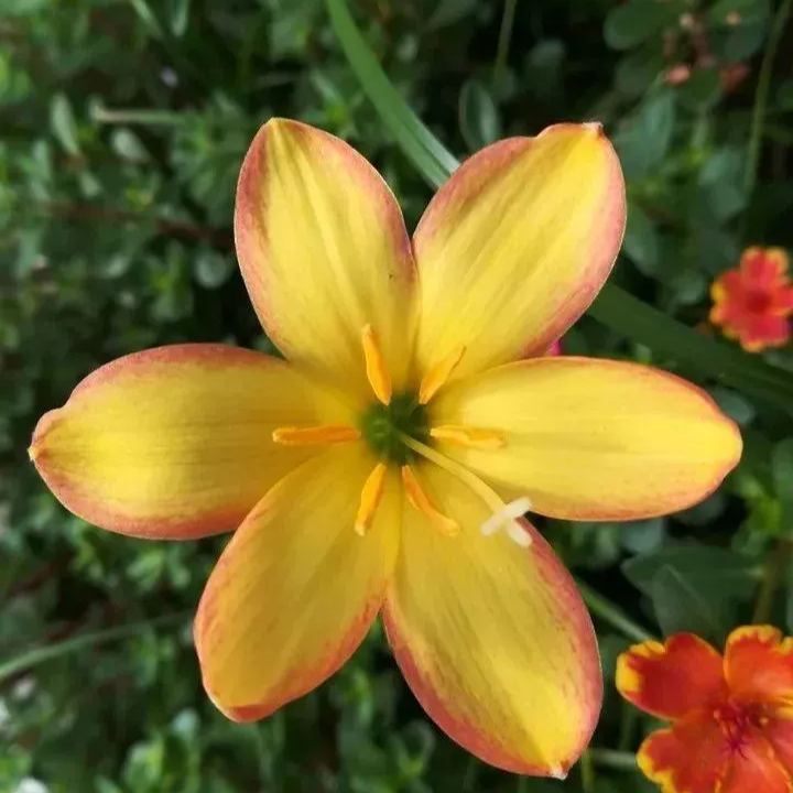 Луковици на дъждовни орхидеи – цъфтят след друг дъжд