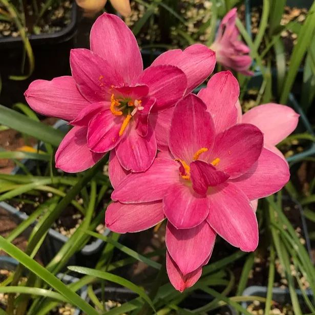 Луковици на дъждовни орхидеи – цъфтят след друг дъжд