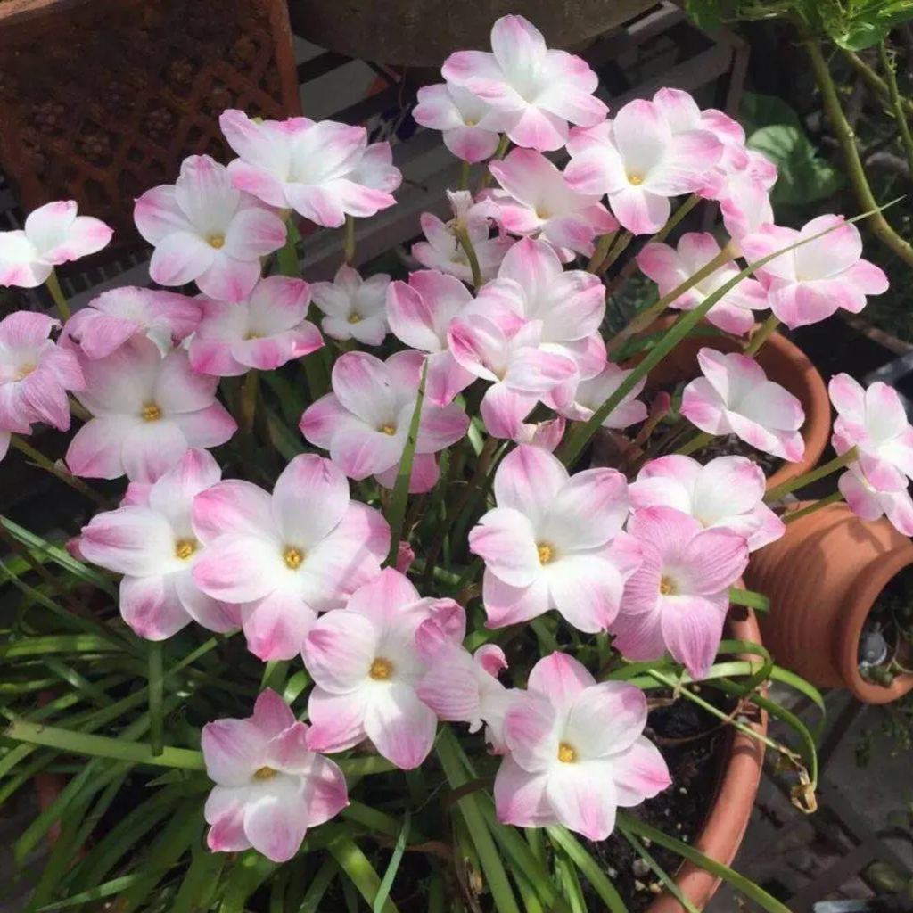 Луковици на дъждовни орхидеи – цъфтят след друг дъжд