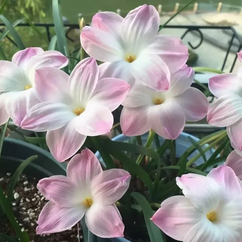 Луковици на дъждовни орхидеи – цъфтят след друг дъжд