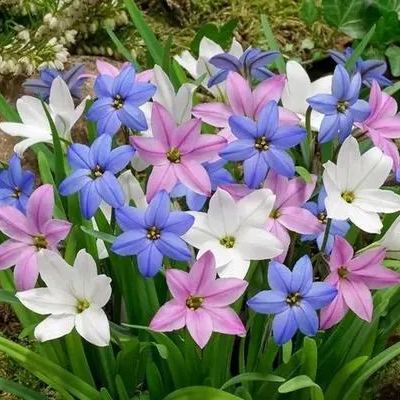 Луковици на дъждовни орхидеи – цъфтят след друг дъжд