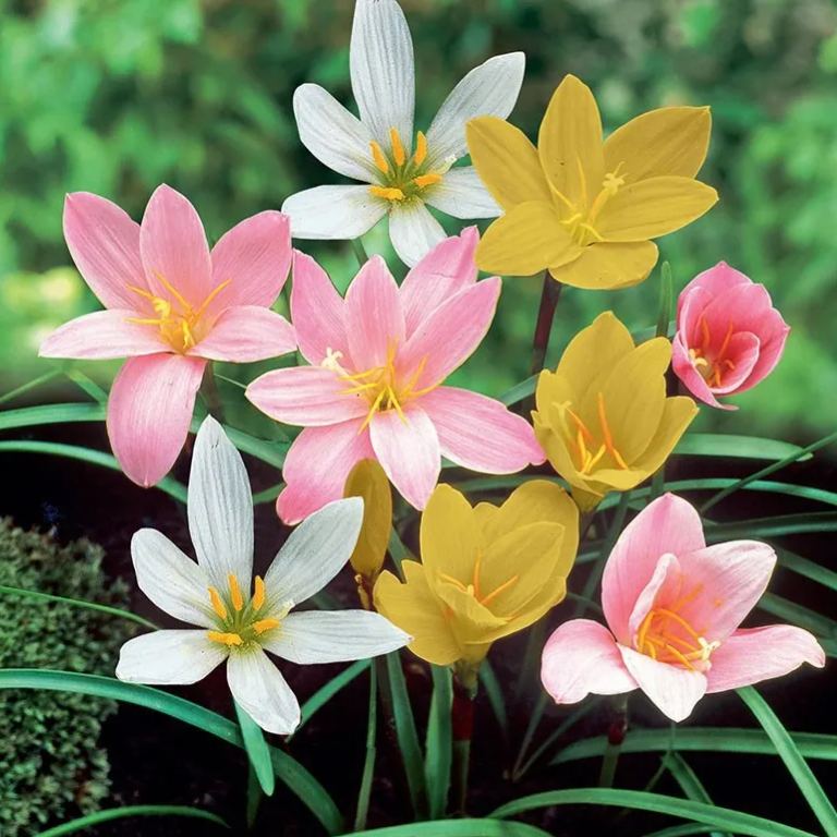 Луковици на дъждовни орхидеи – цъфтят след друг дъжд