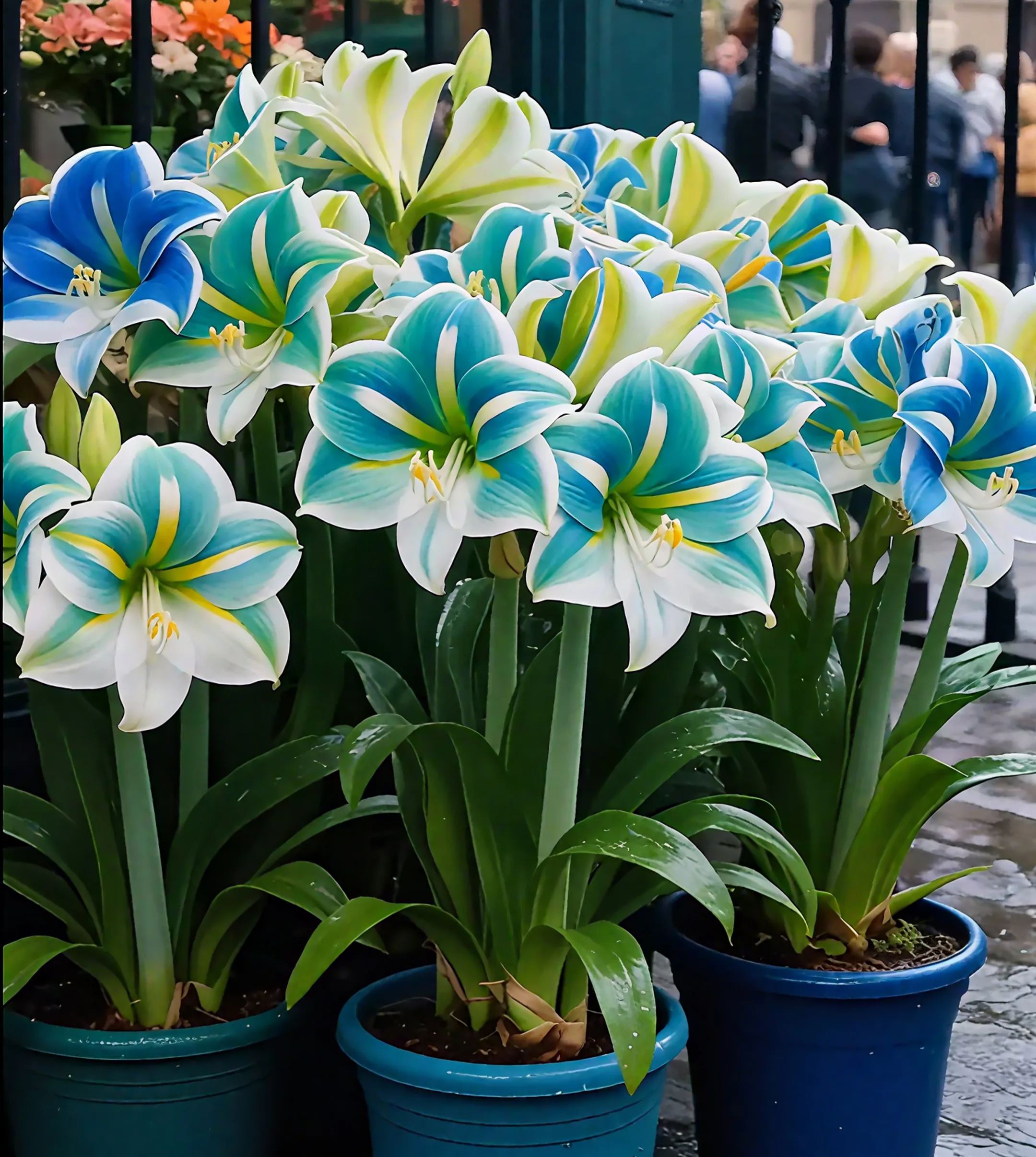 Луковици от ароматен амарилис с двойни венчелистчета