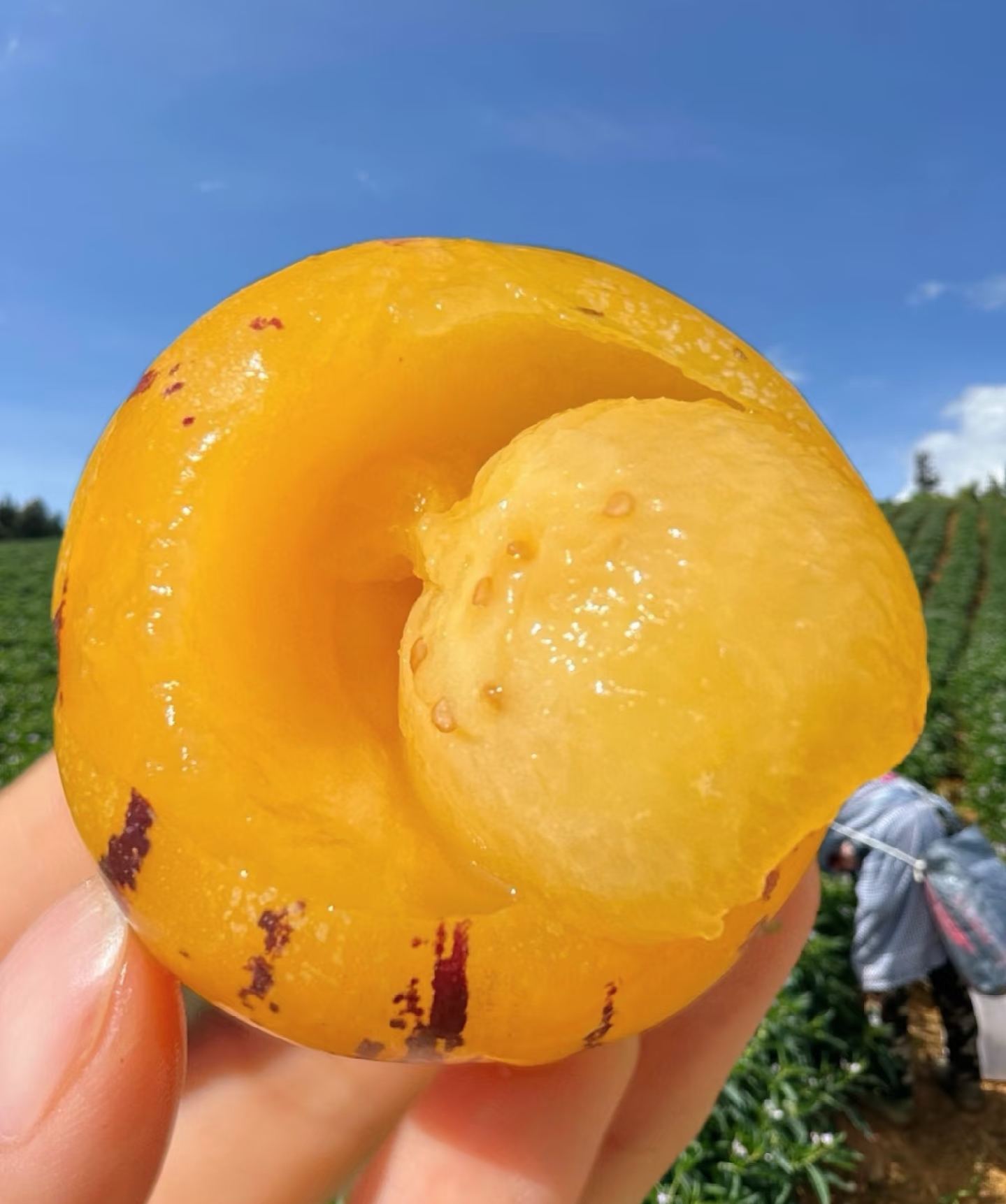 🏆 Продадени са над 75 000 опаковки! 🌿Семена от плод на женшен - лесни за отглеждане🌱（Ограничено време: тор безплатно）
