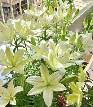 🌺Ароматизирани луковици на лилии – свежи и сладки