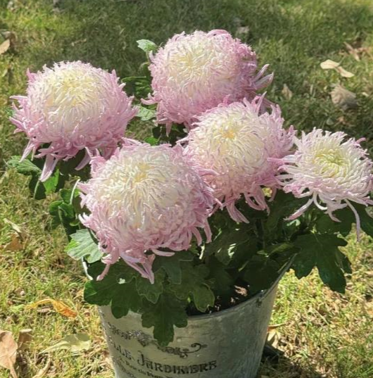 🌸 Гигантски кичести хризантеми — Създайте своя кралска градина 🌸