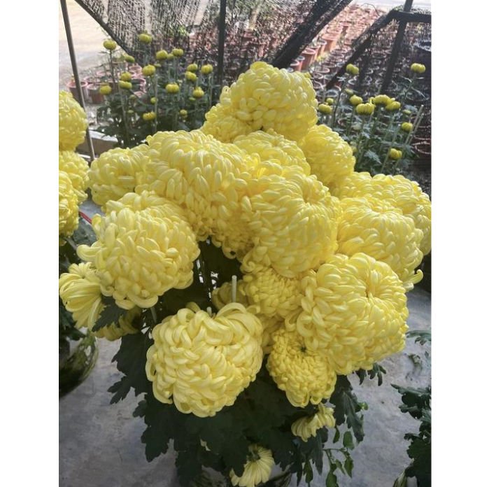 🌸 Гигантски кичести хризантеми — Създайте своя кралска градина 🌸