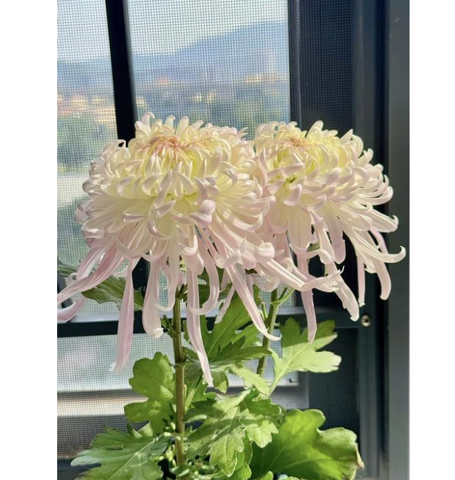 🌸 Гигантски кичести хризантеми — Създайте своя кралска градина 🌸