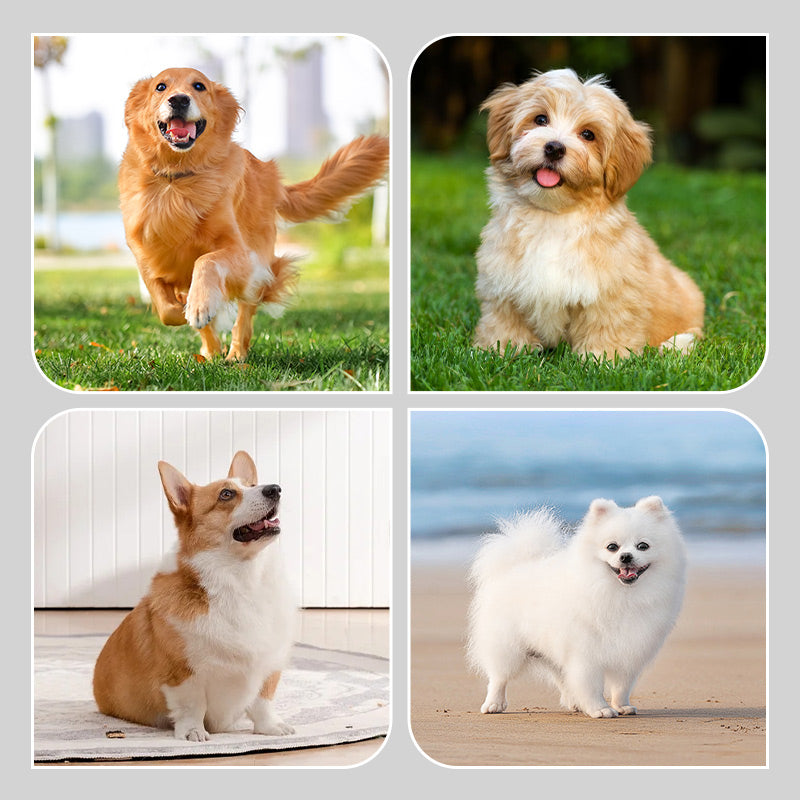 🐶2 чифта водоустойчиви чорапи за кучета с неплъзгащи се елементи