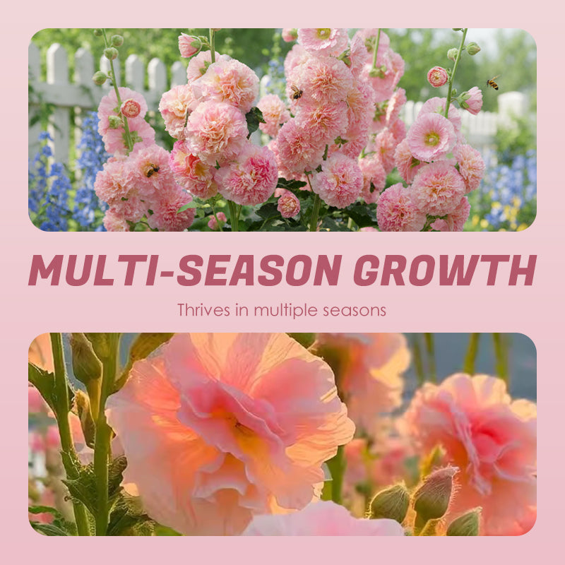 🌸Семена от цъфтящ многогодишен слез🌸