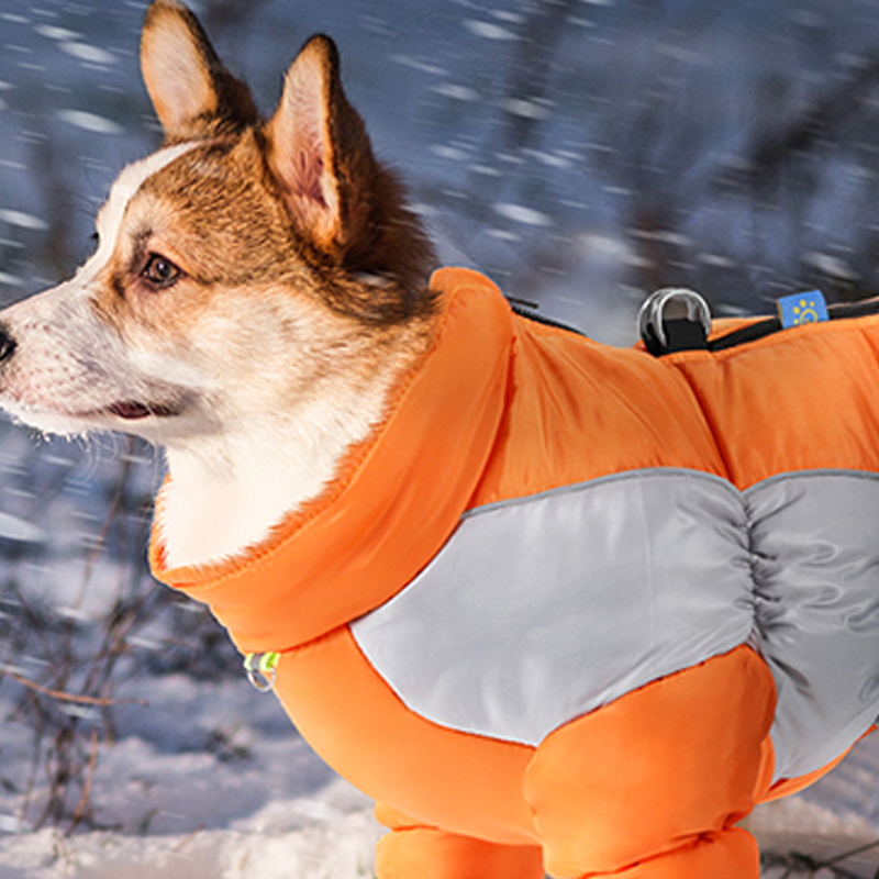 ❄️🐶 Fényvisszaverő, vízálló, szigetelt kabát kisméretű kutyák számára 🐕🐾